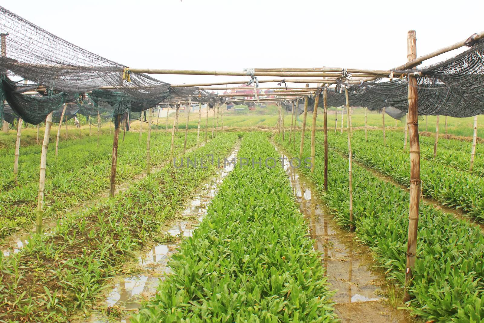 aromatic vegetables  by dinhngochung