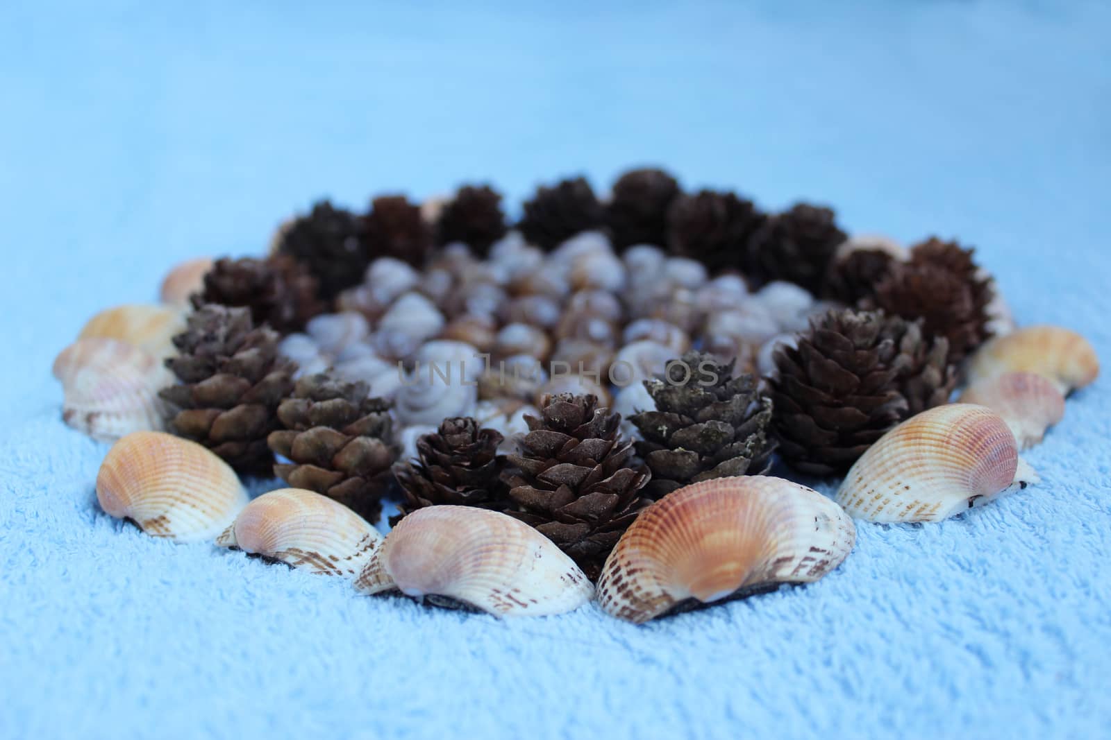 Decoration made of natural material: shells of snails found in the Gatchina park, pine cones from Karelia and seashells from Arabian Sea on a blue background