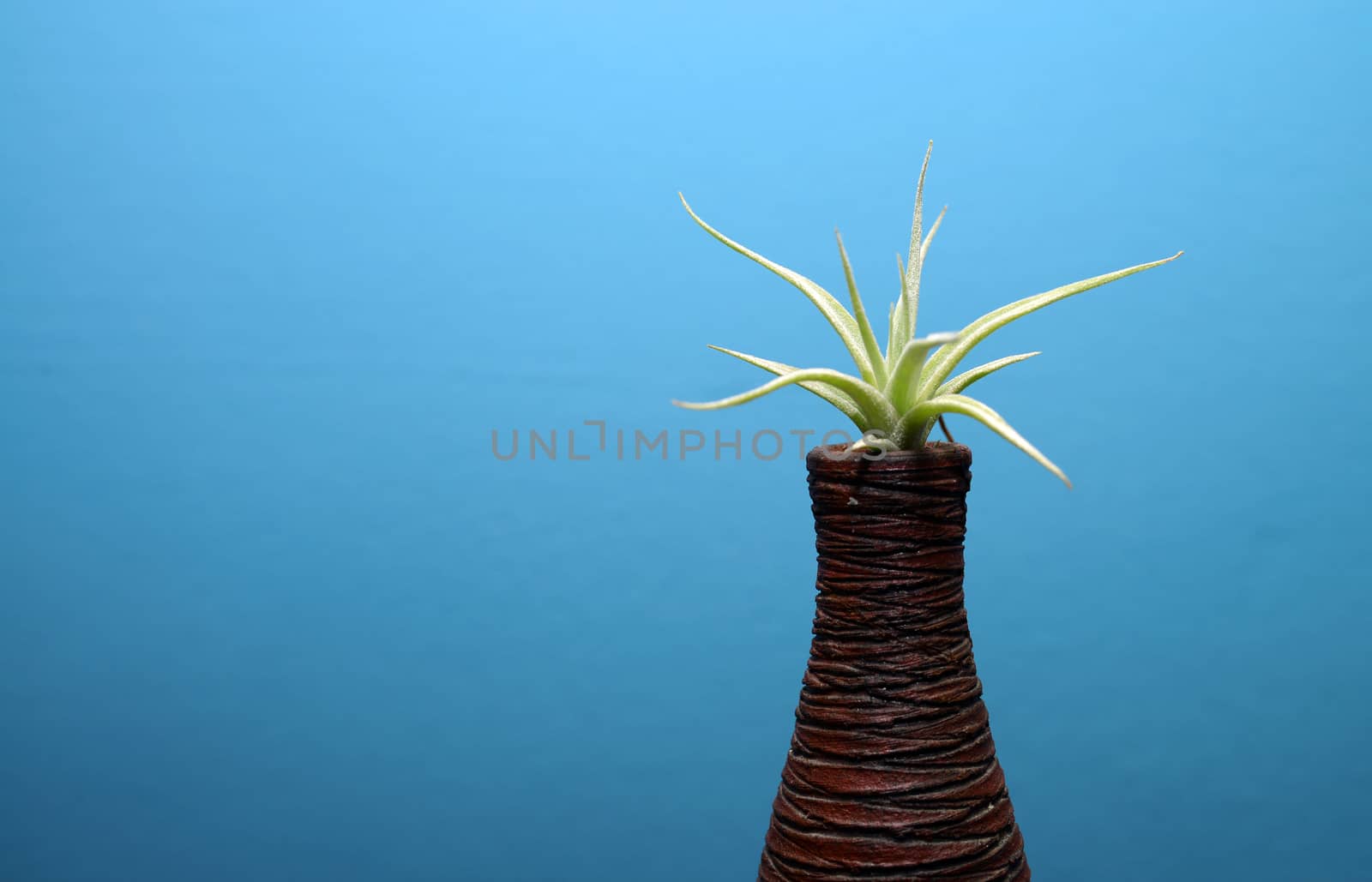 home decorative evergreen plant into brown vase