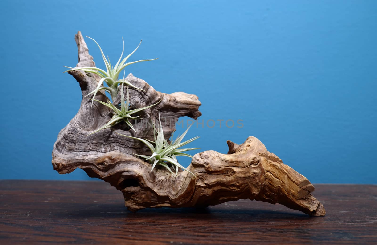 decorative natural wood stub with evergreen plants