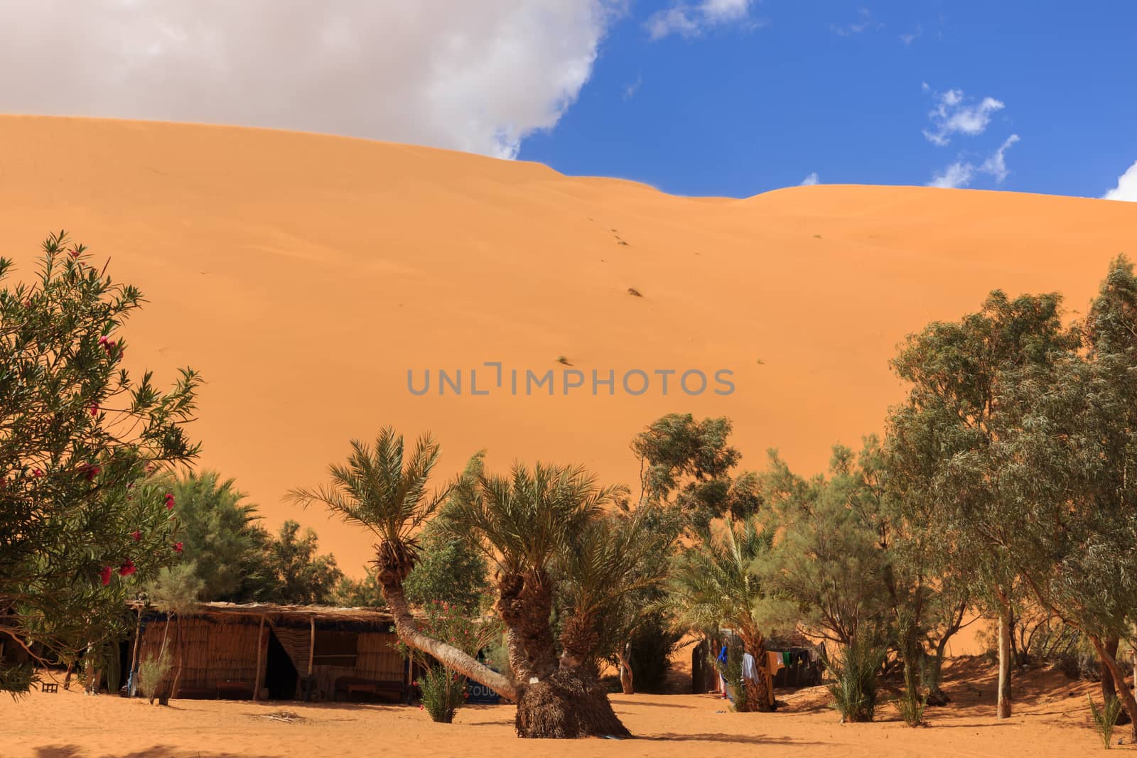 oasis in the Sahara desert on the background sand dunes, Morocco
