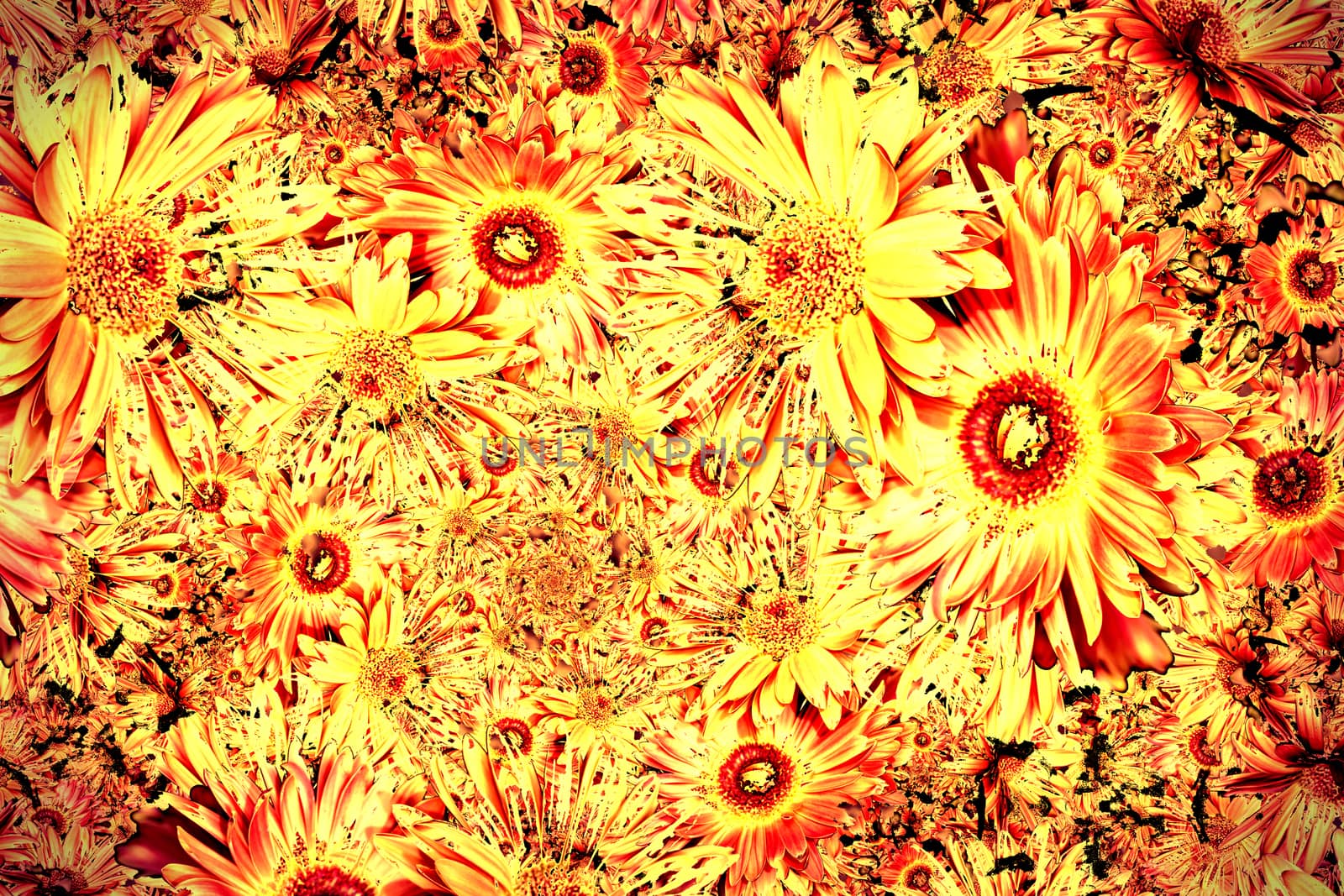 Red Yellow Flowers by ankarb