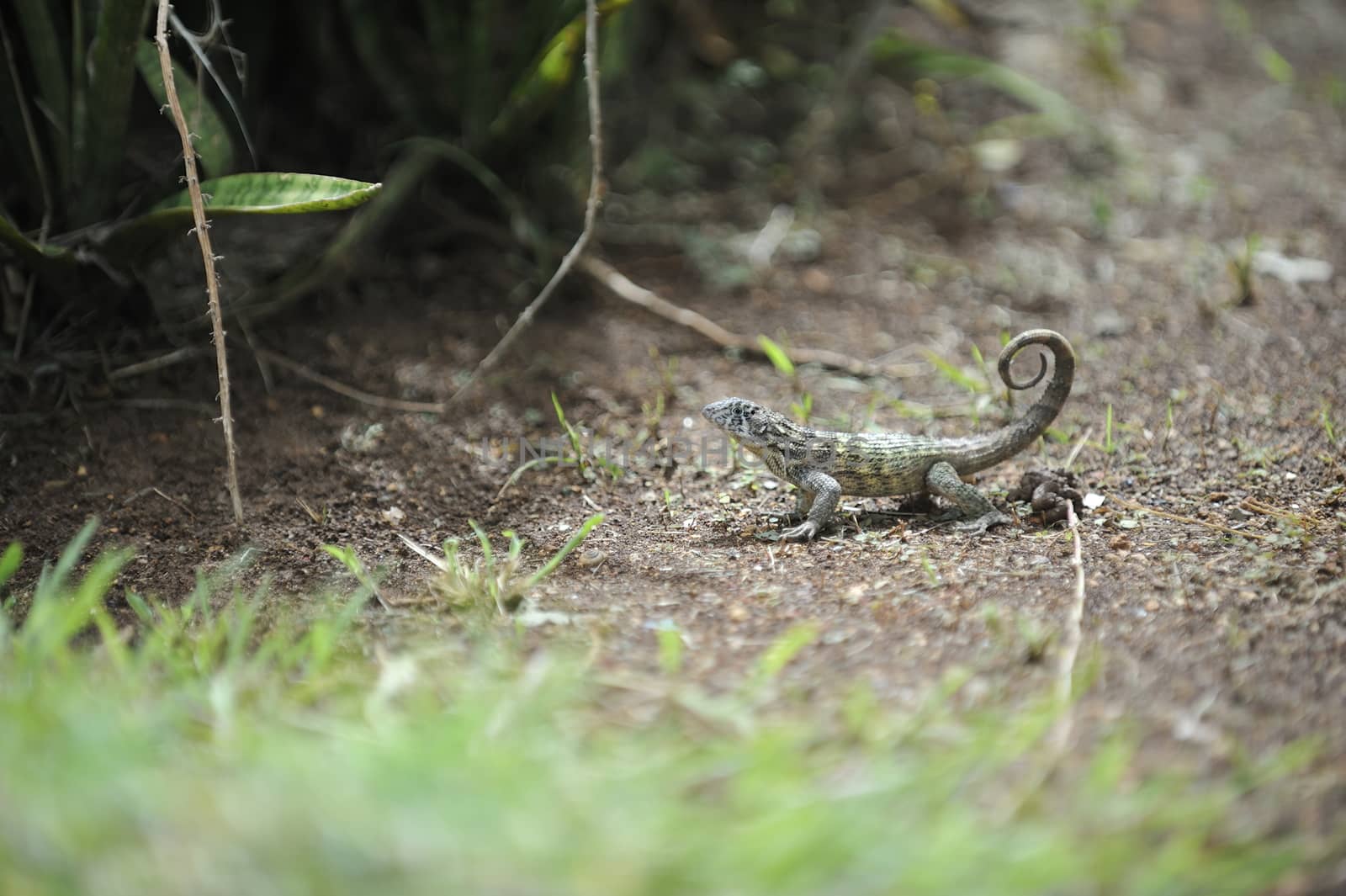 Common grey lizard is warming under the sun.