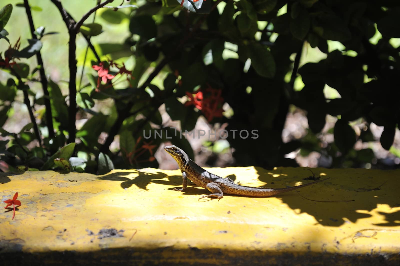 Common grey lizard is warming under the sun.