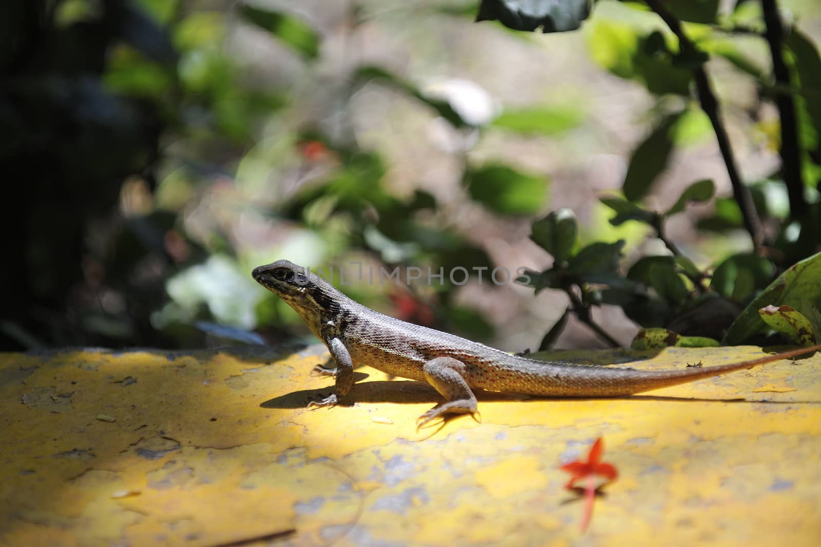 Common grey lizard is warming under the sun.