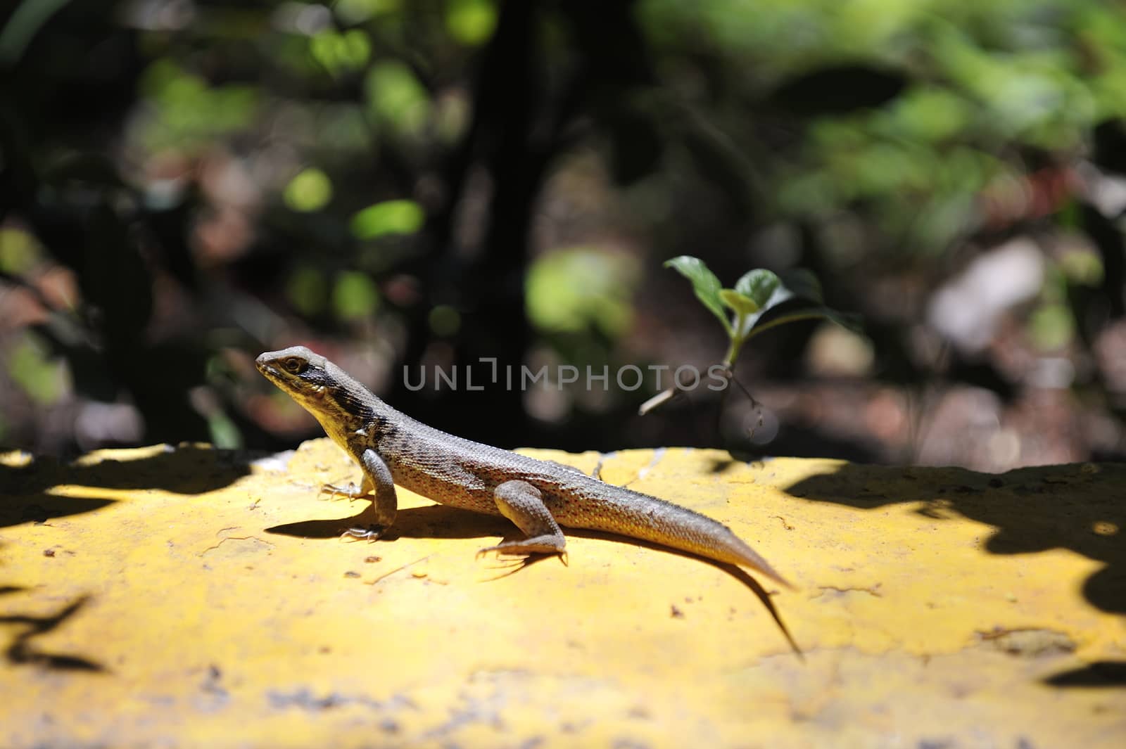 Common grey lizard is warming under the sun.