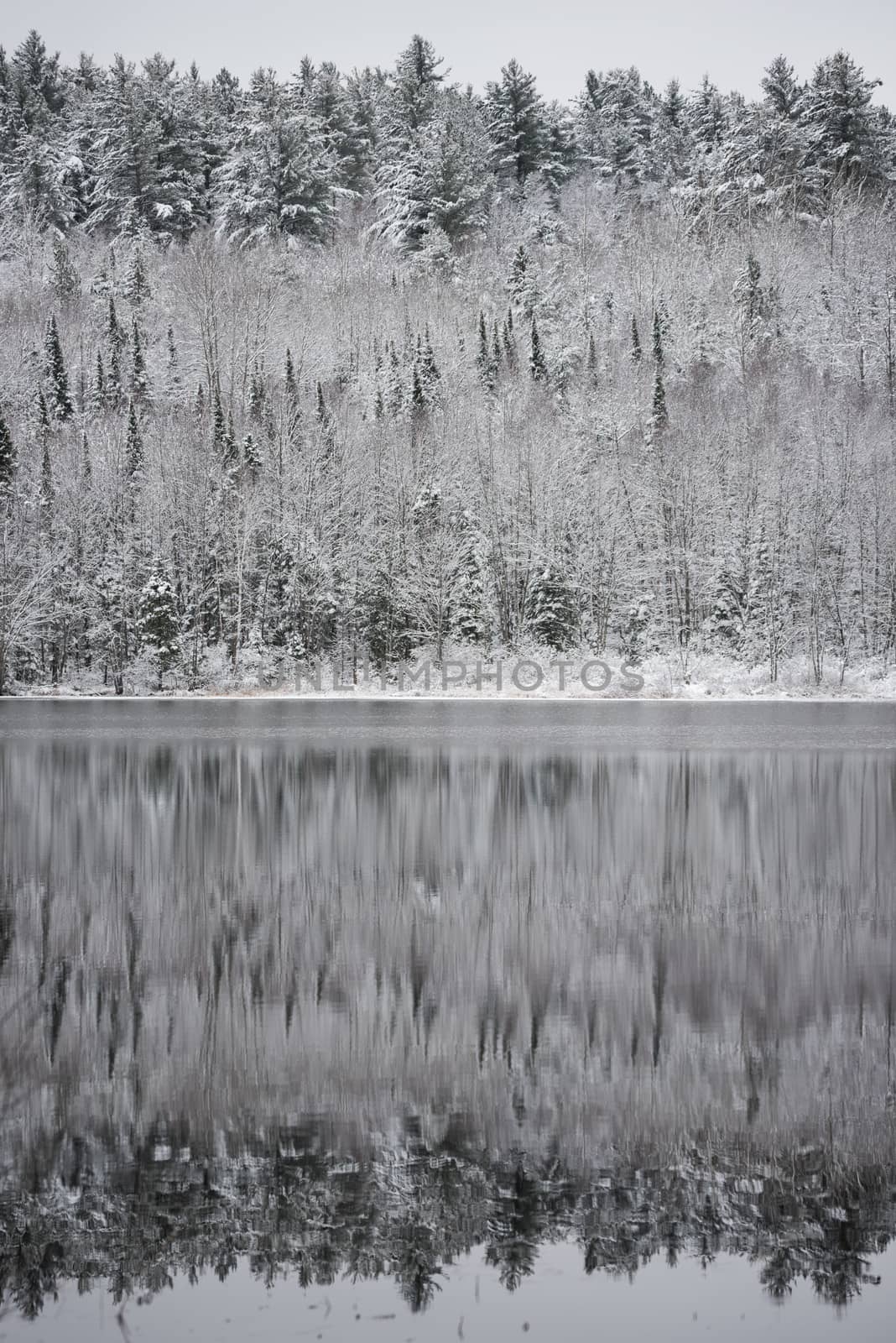 Winter forest reflections.  Mirage on a yet unfrozen lake. 
Still waters reflect winter forests.  Light snow under subdued overcast November sky.  Reflections of waterfront forest mirrored on the lake.