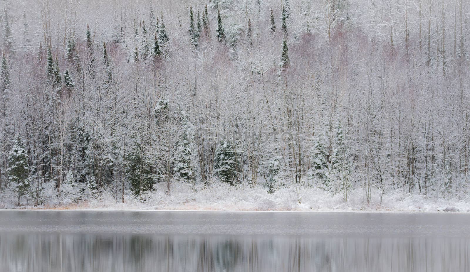 Winter forest reflections.  Mirage on a yet unfrozen lake. 
Still waters reflect winter forests.  Light snow under subdued overcast November sky.  Reflections of waterfront forest mirrored on the lake.