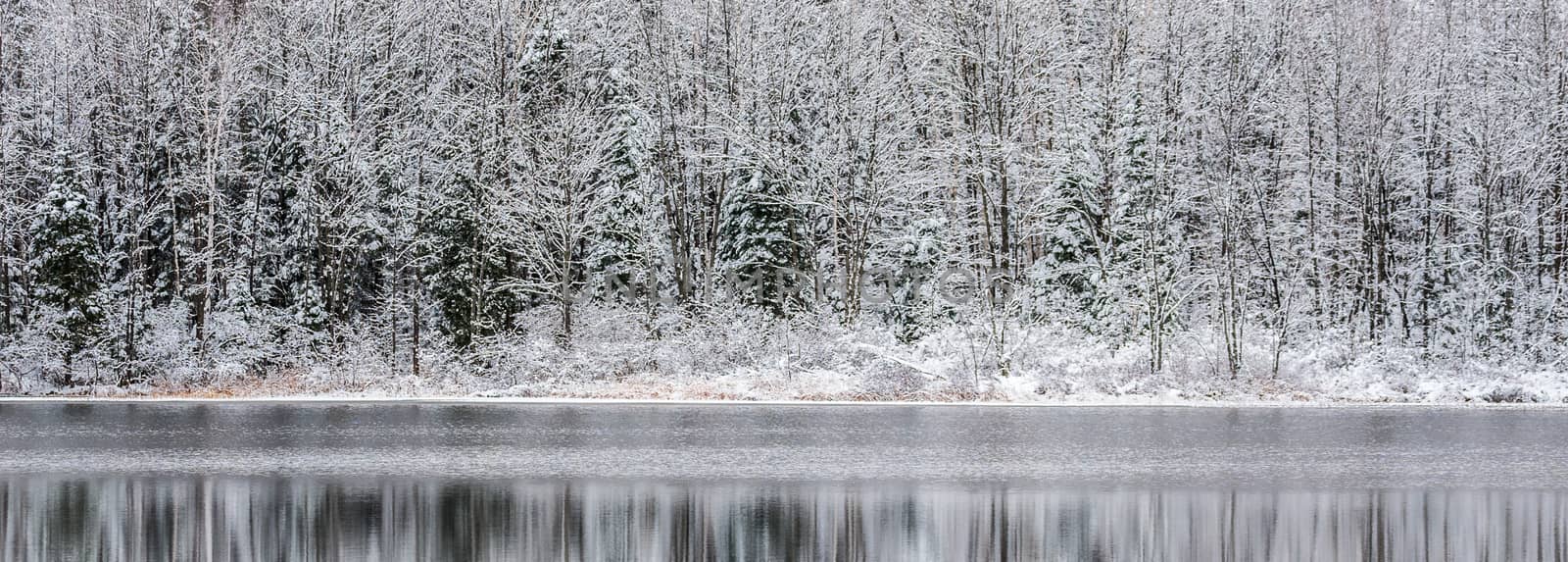 Winter forest reflections.  Mirage on a yet unfrozen lake. 
Still waters reflect winter forests.  Light snow under subdued overcast November sky.  Reflections of waterfront forest mirrored on the lake.