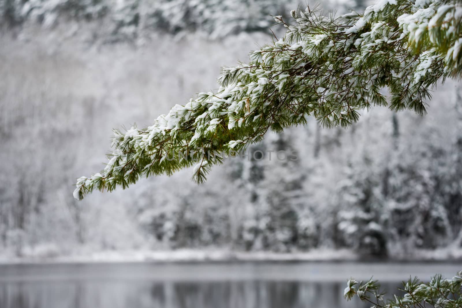 Light snow on evergreen pine tree bough in November, waterfront forest with defocus background.