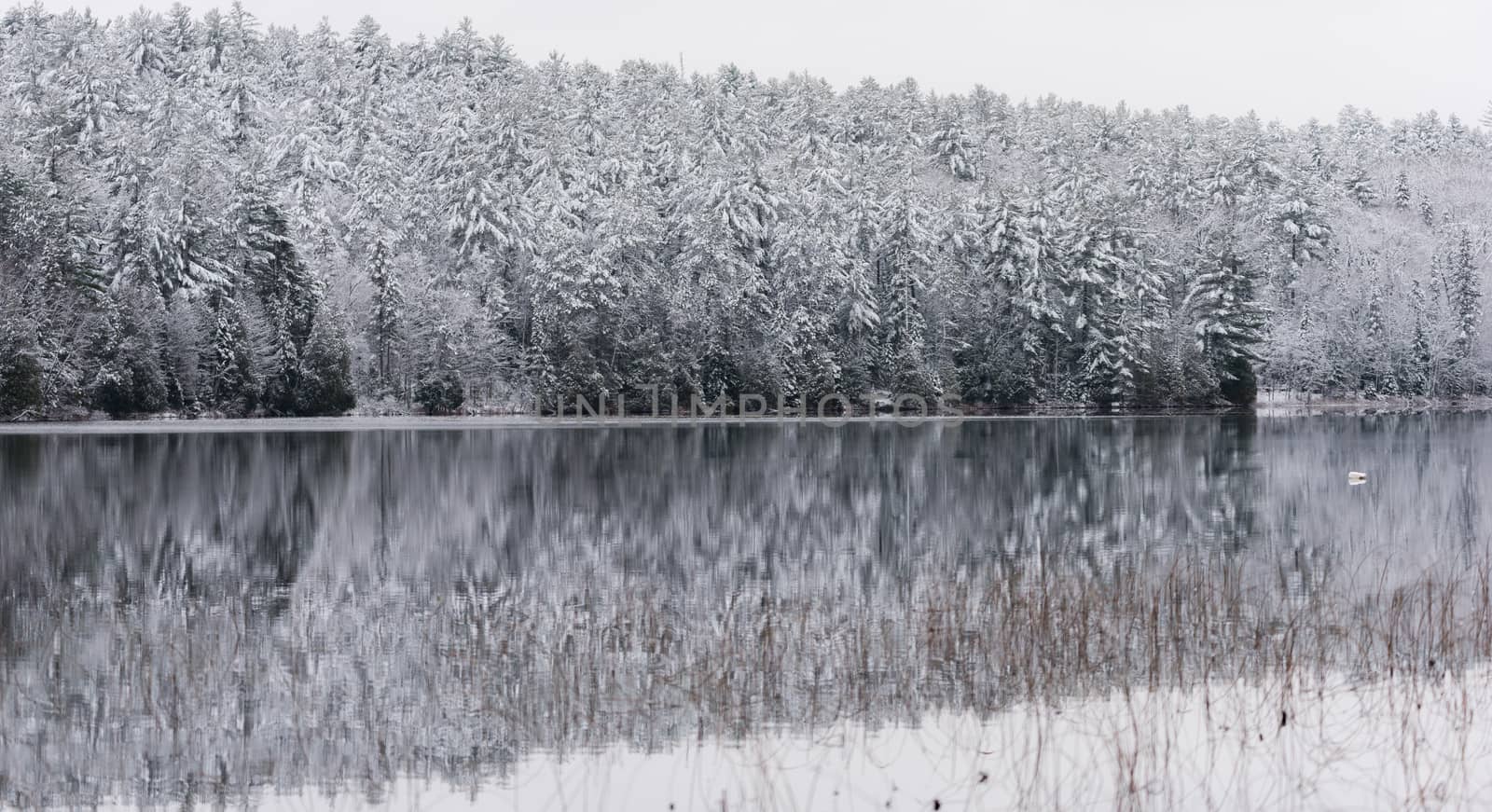 Winter forest reflections.  Mirage on a yet unfrozen lake. 
Still waters reflect winter forests.  Light snow under subdued overcast November sky.  Reflections of waterfront forest mirrored on the lake.