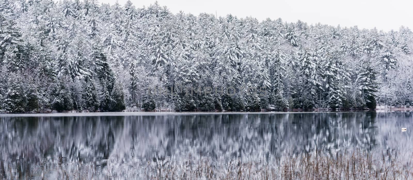 Winter forest reflections.  Mirage on a yet unfrozen lake. by valleyboi63