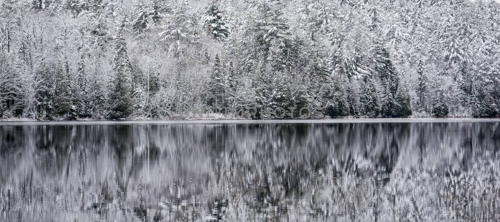 Young forest, winter reflections.  Mirage on a yet unfrozen lake. by valleyboi63