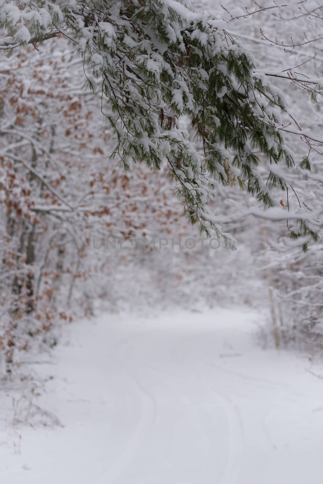 A snow covered road under subdued light of overcast November sky.