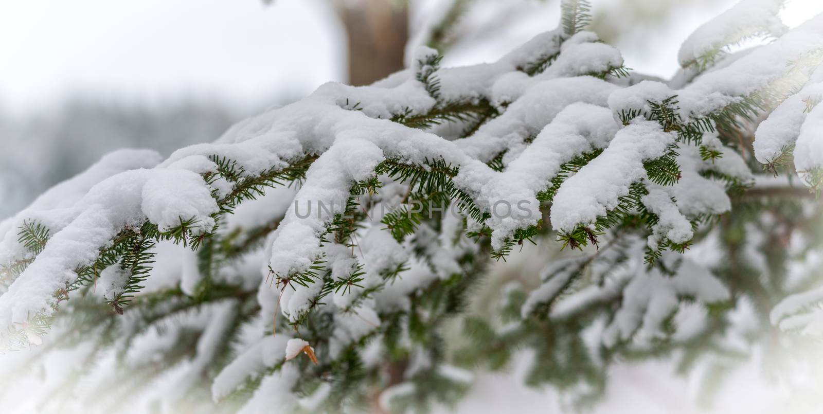 Winter arrives gingerly.  A light snow on evergreen pines in November by valleyboi63