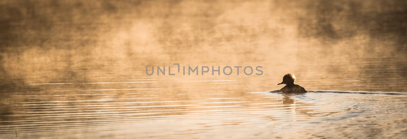 Lone duck swims in sunlit glowing mist. by valleyboi63