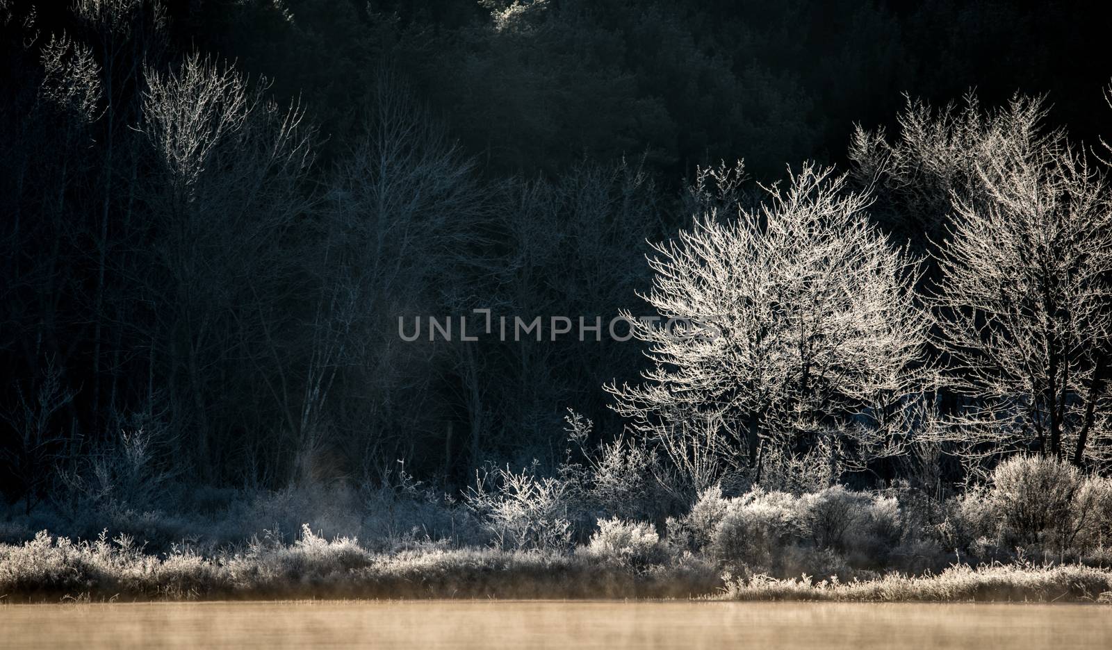 Morning sun dawns on ice and frost covered wetland trees and foliage. by valleyboi63