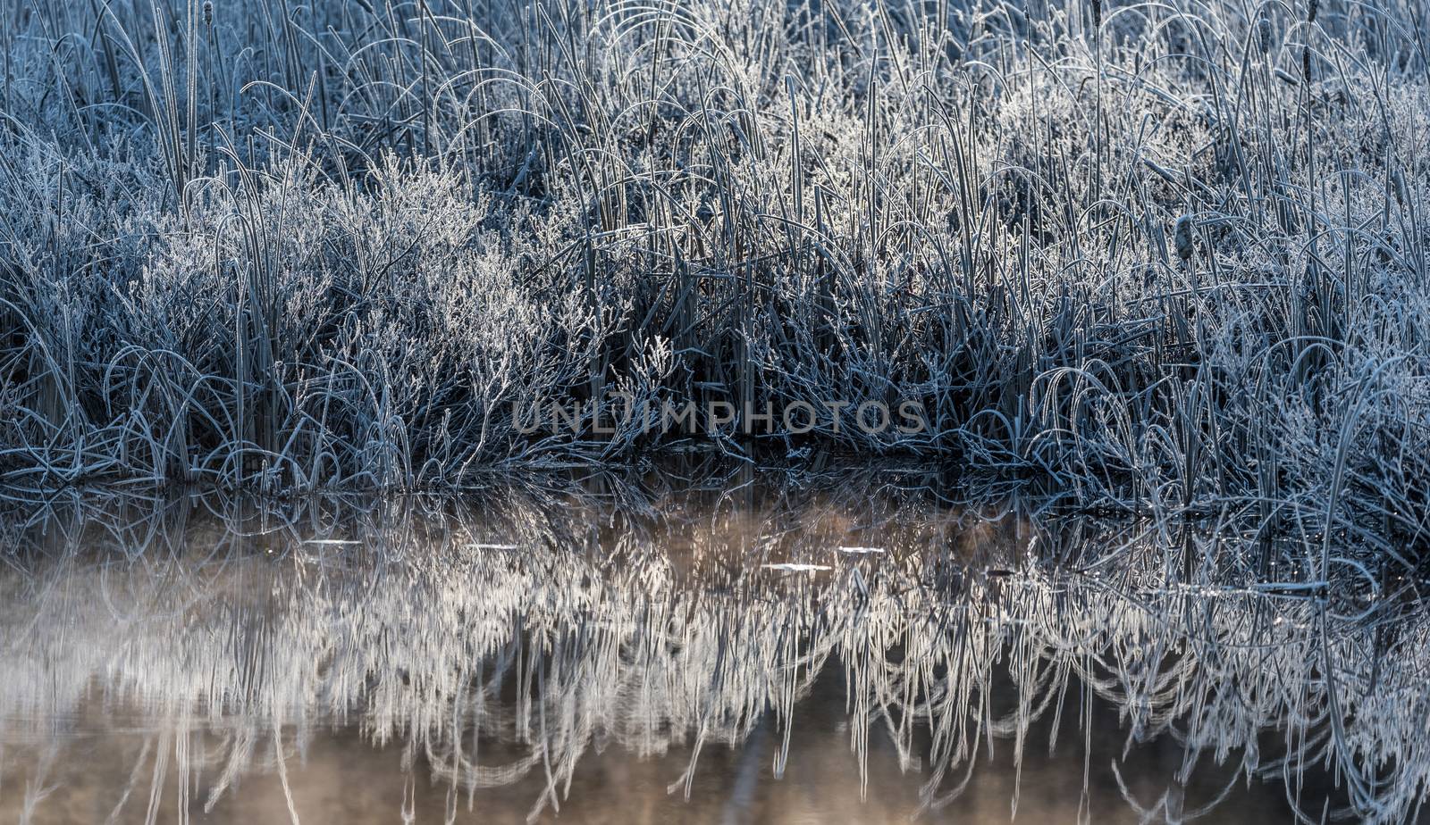 Morning dawn on ice and frost covered wetland foliage.  Encrusted marsh reeds and foliage emit a cool blue light in the early morning sun.