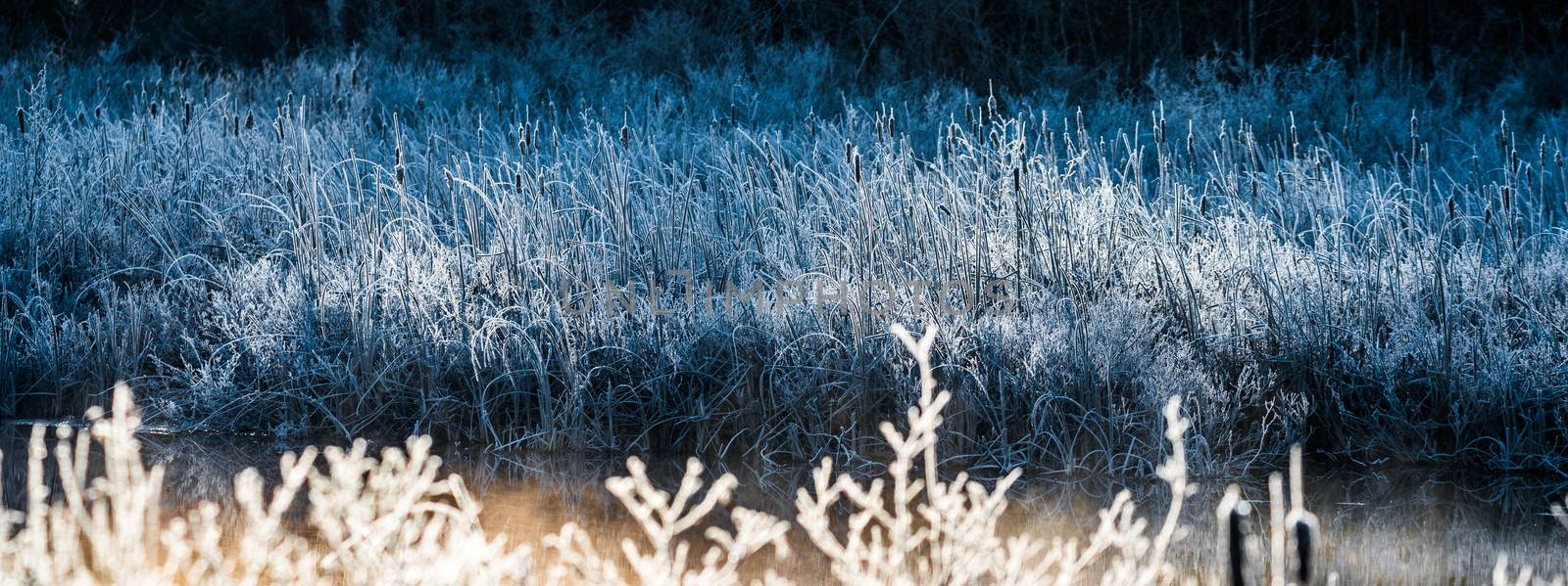 Bluegrass light in November morning frost. by valleyboi63
