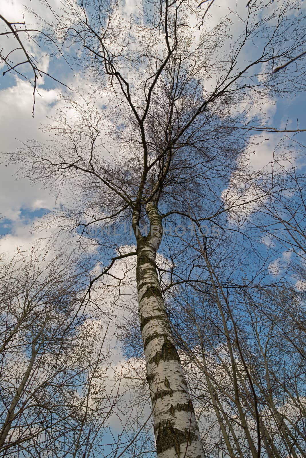 High Birch tree with blue sky and clouds
