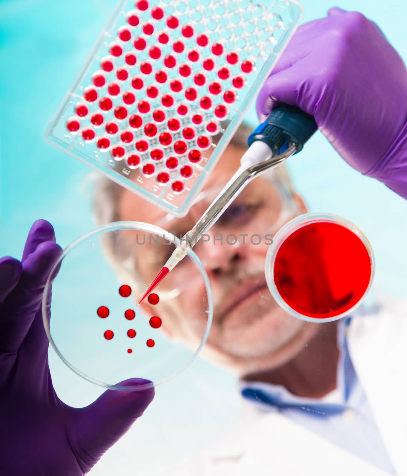 Focused senior life science professional grafting bacteria in the pettri dishes.  Lens focus on the agar plate.