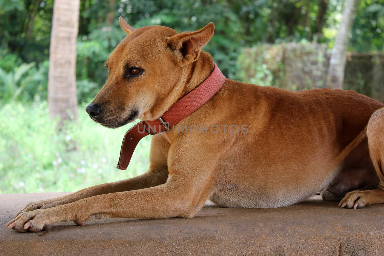 The red homeless dog lies in the street against indifferent people