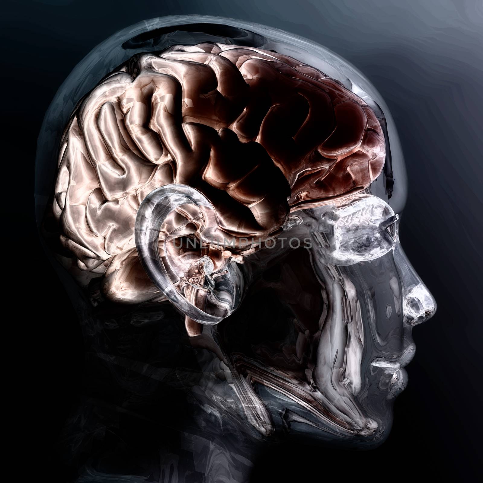 Digital Visualization of a Human Brain