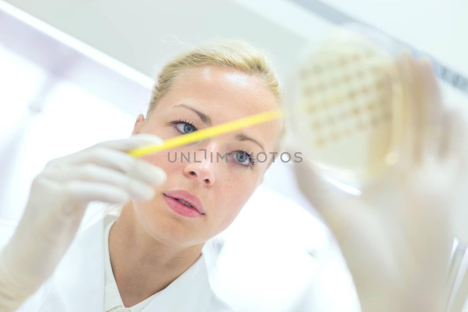 Female life science professional observing cell culture samples on LB agar medium in petri dish.  Scientist grafting bacteria in microbiological analytical laboratory .  Focus on scientist's eye.