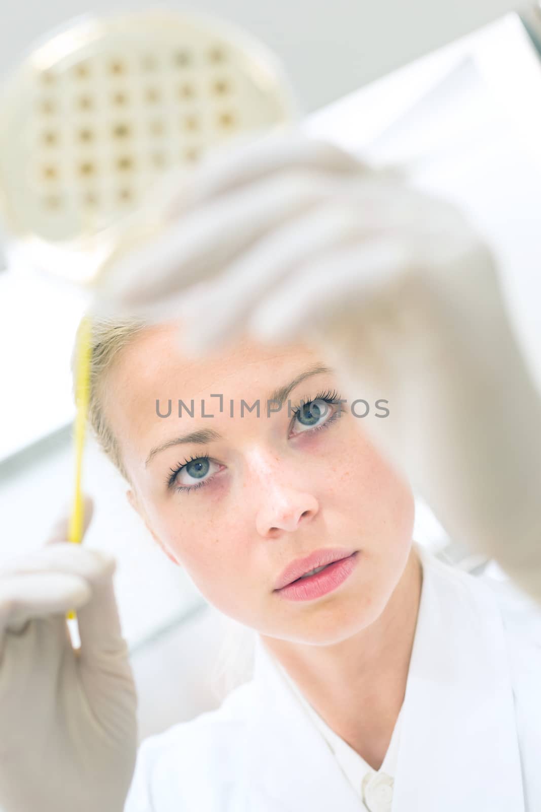 Female life science professional observing cell culture samples on LB agar medium in petri dish.  Scientist grafting bacteria in microbiological analytical laboratory .  Focus on scientist's eye.