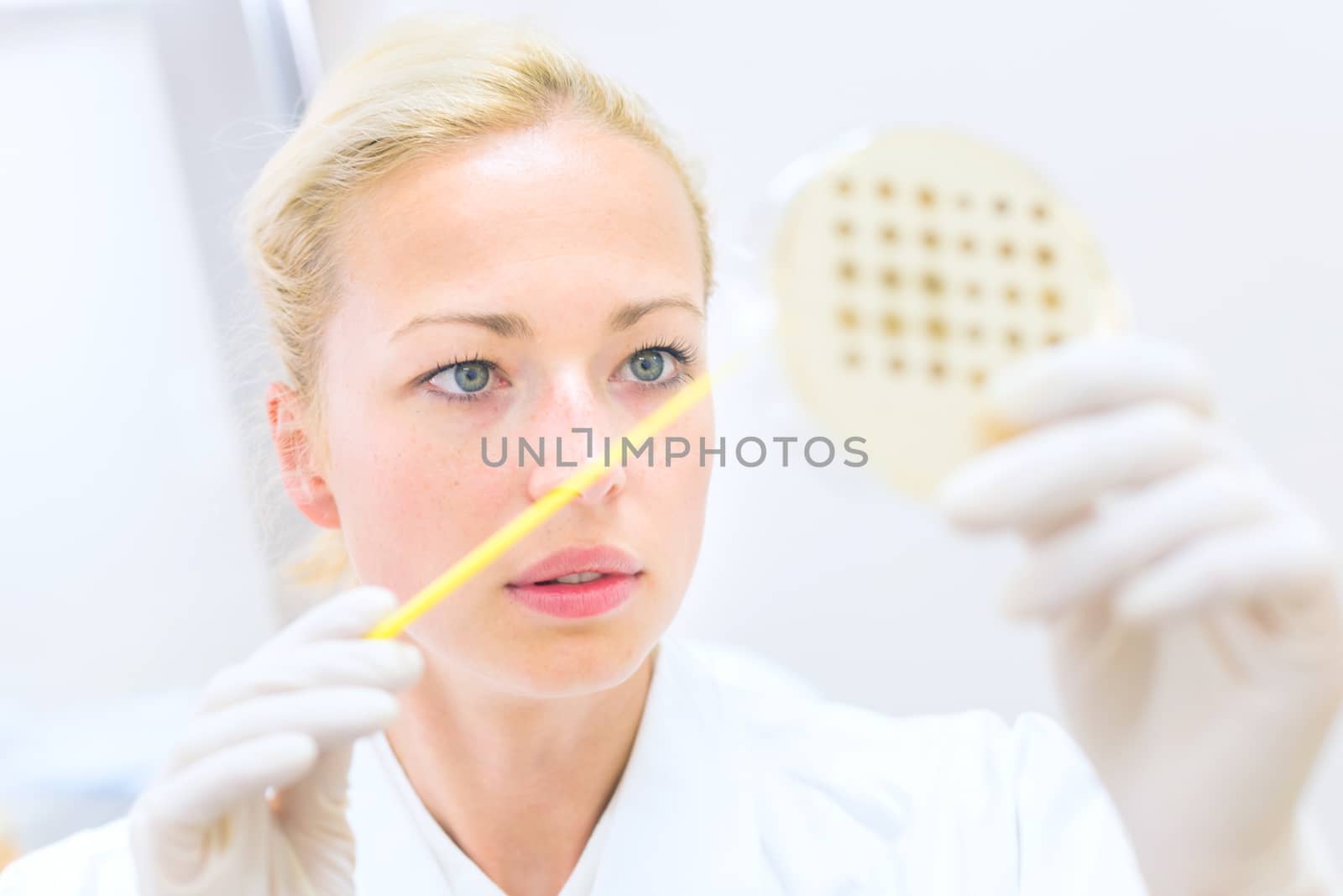 Female life science professional observing cell culture samples on LB agar medium in petri dish.  Scientist grafting bacteria in microbiological analytical laboratory .  Focus on scientist's eye.