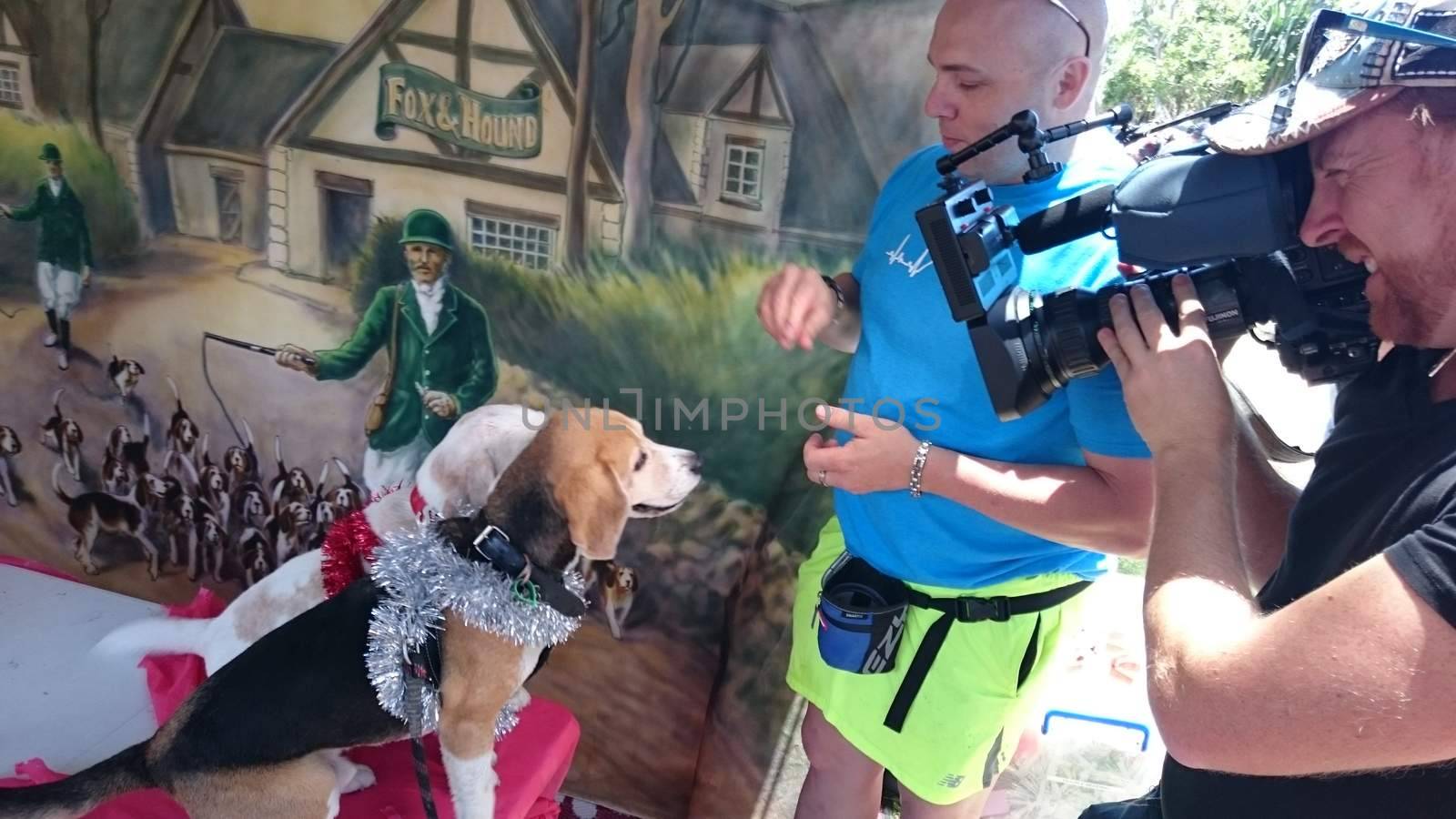 AUSTRALIA, Gold Coast: Beagles dressed in Christmas tinsel pose for the camera during a party attended by more than 400 beagles and their owners at The Spit on Queensland's Gold Coast on December 6, 2015. Organisers said the gathering of beagles was the largest of its kind to date in Australia, and also topped an unofficial world record previously set by a group of 200 beagles in the US. 