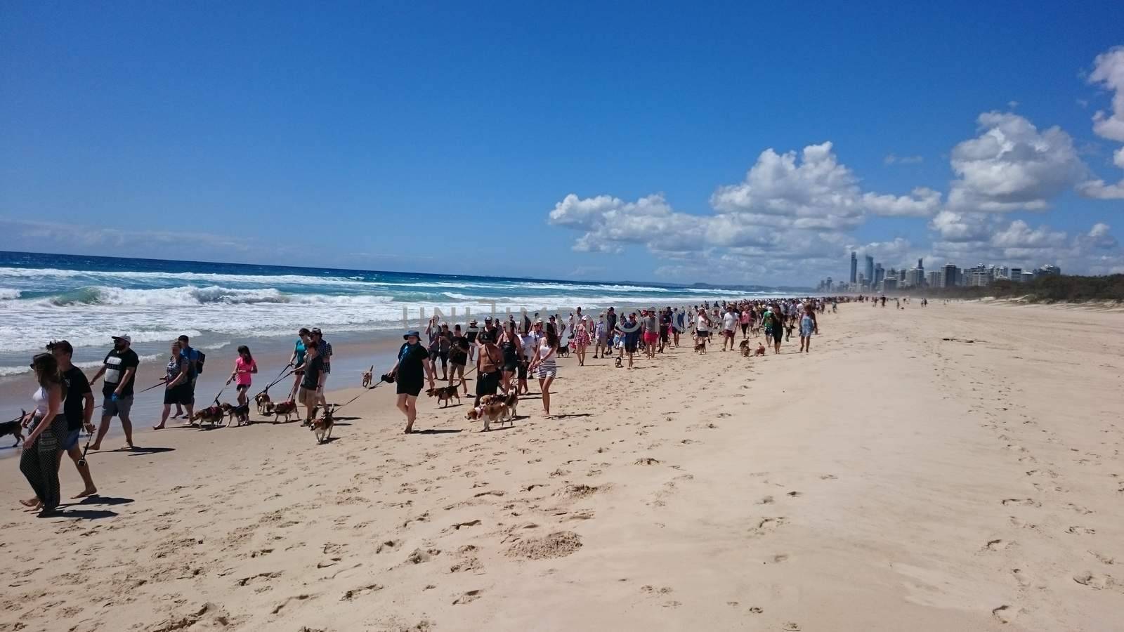 AUSTRALIA, Gold Coast: More than 400 beagles and their owners walk along the beach at The Spit on Queensland's Gold Coast on December 6, 2015. Organisers said the gathering of beagles was the largest of its kind to date in Australia, and also topped an unofficial world record previously set by a group of 200 beagles in the US. 