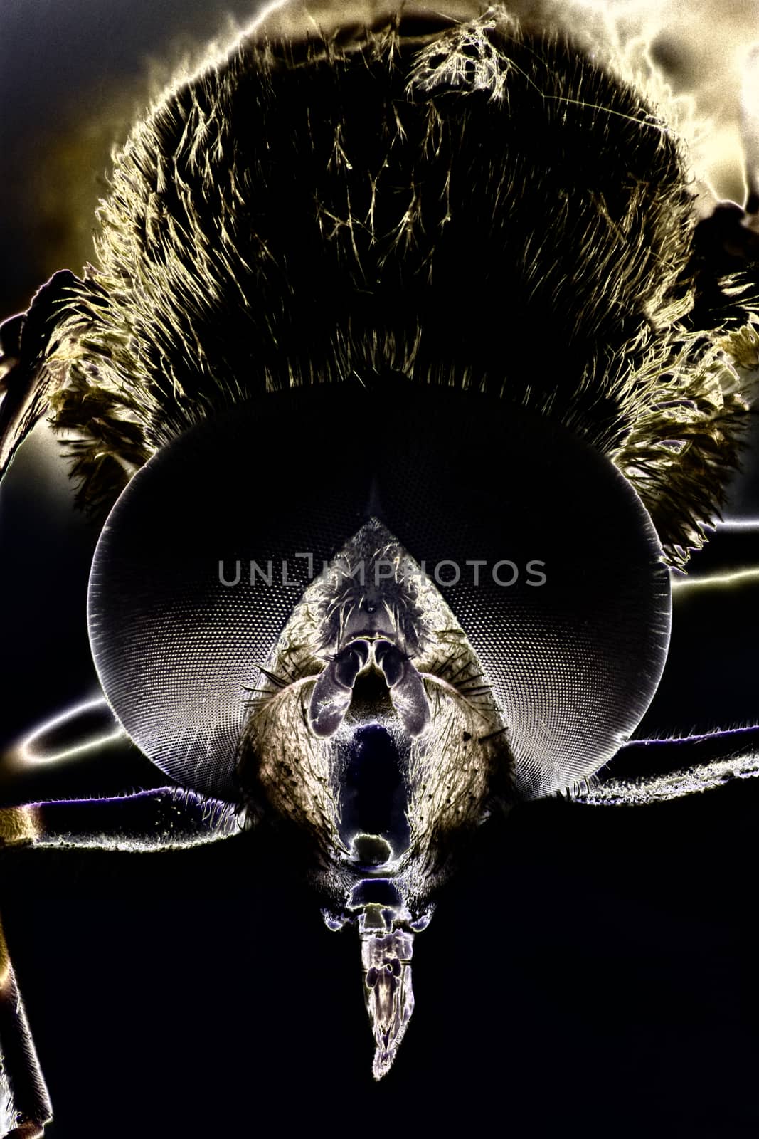 Micro Photo of a Hoverfly