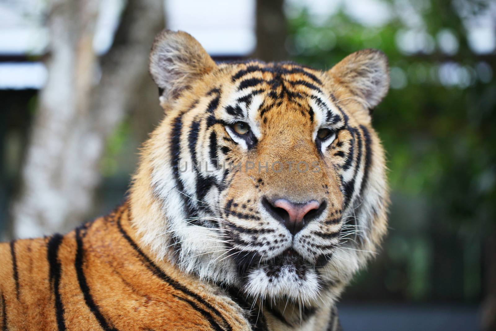 Portrait of Siberian tiger outdoors close up