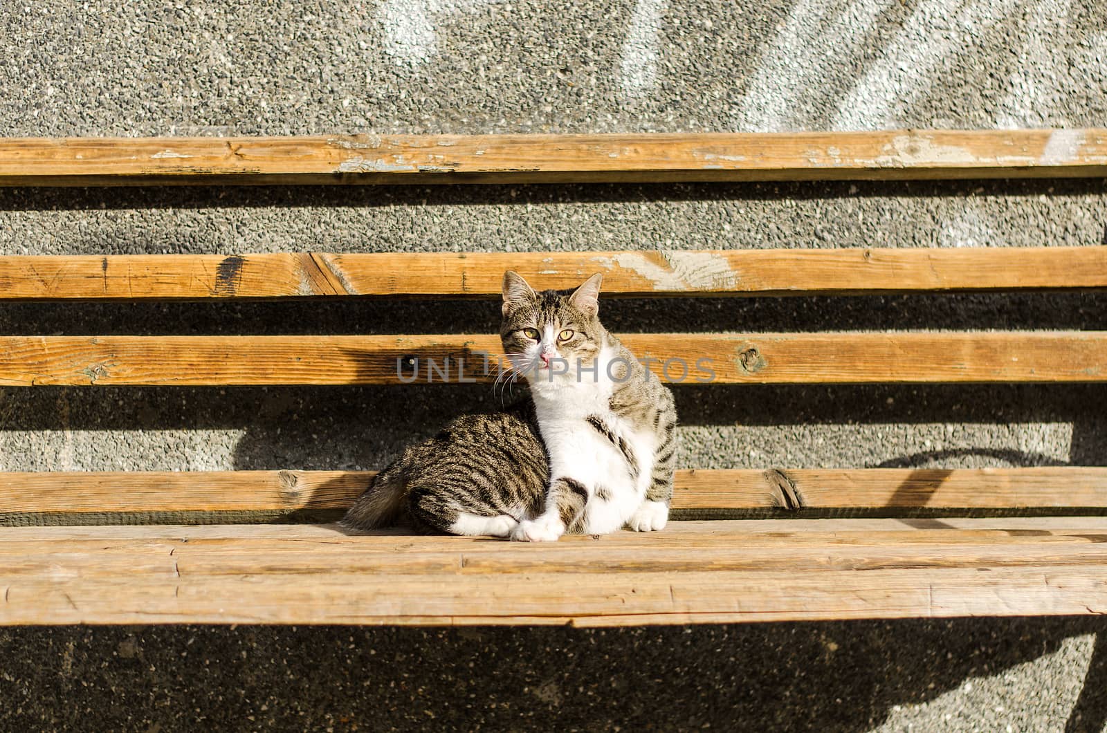 Scared cat on the bench by eenevski
