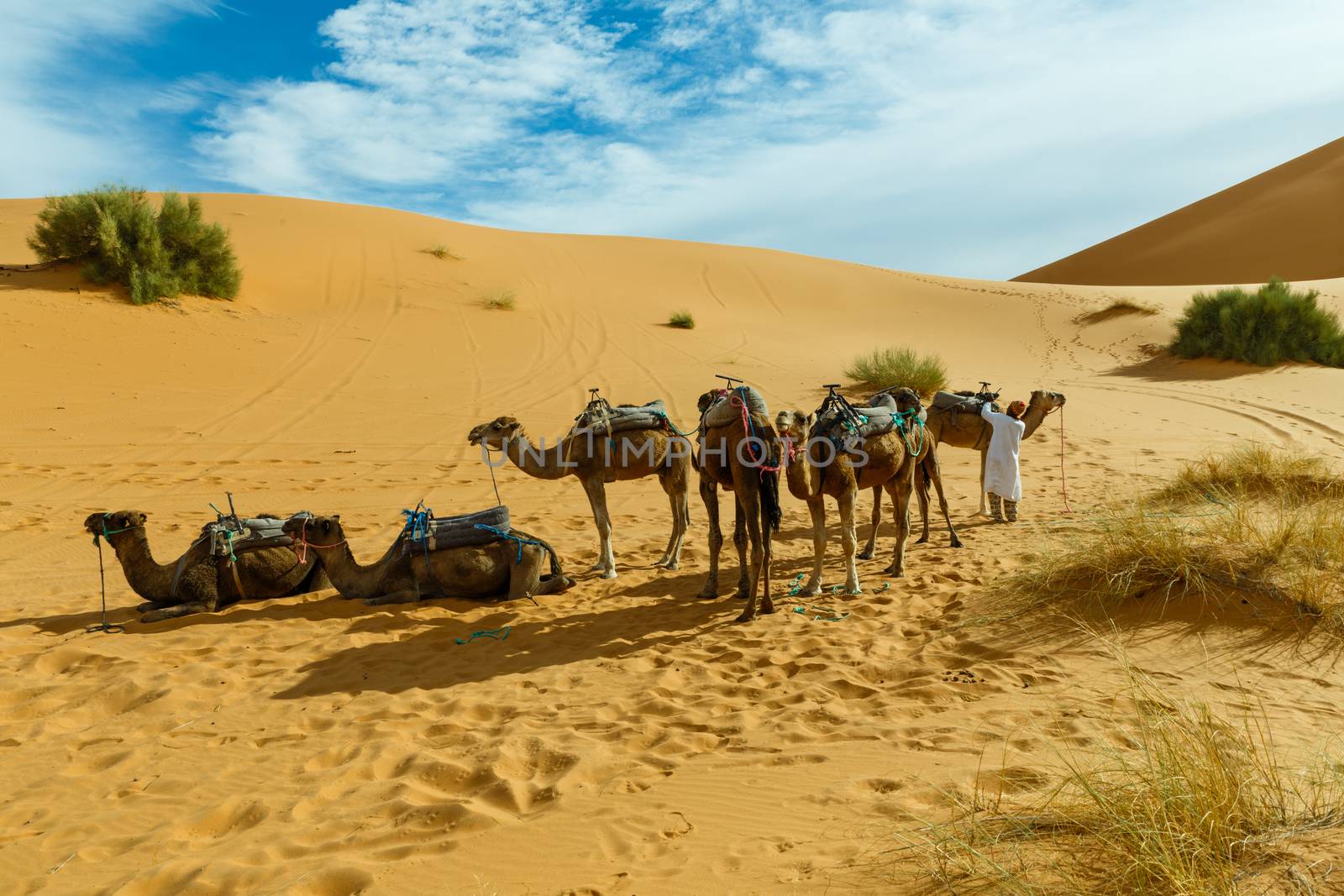 Berber camel caravan prepares for the trek Sahara Morocco
