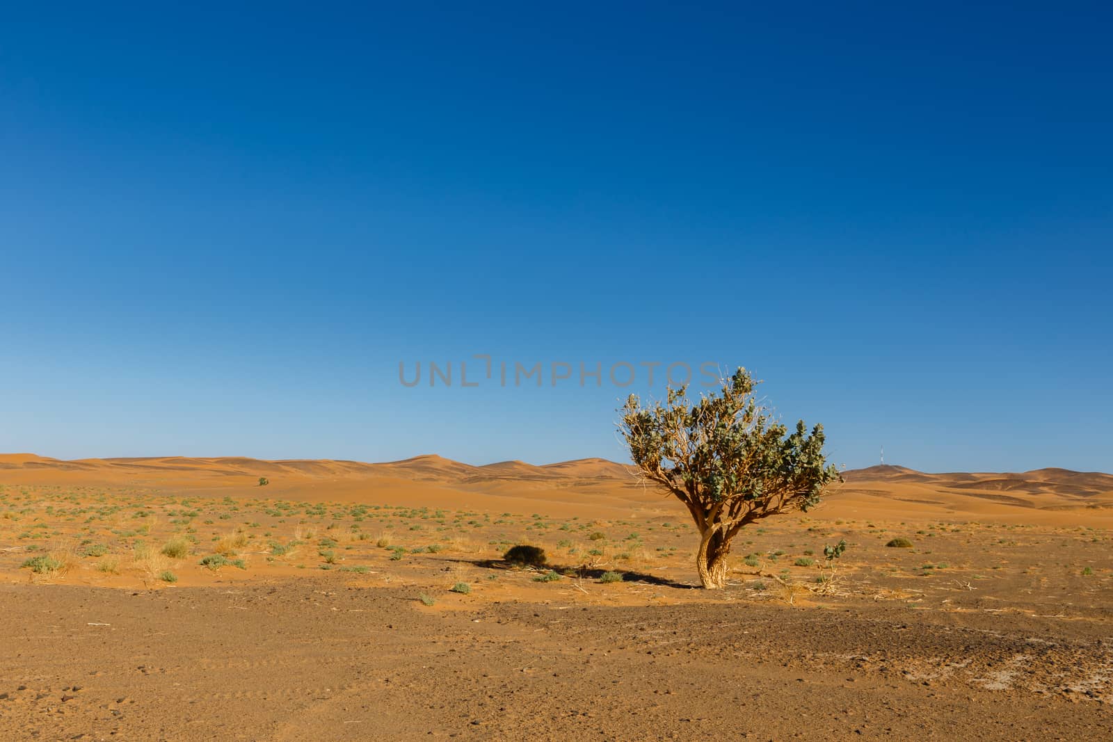 tree in the Sahara desert by Mieszko9