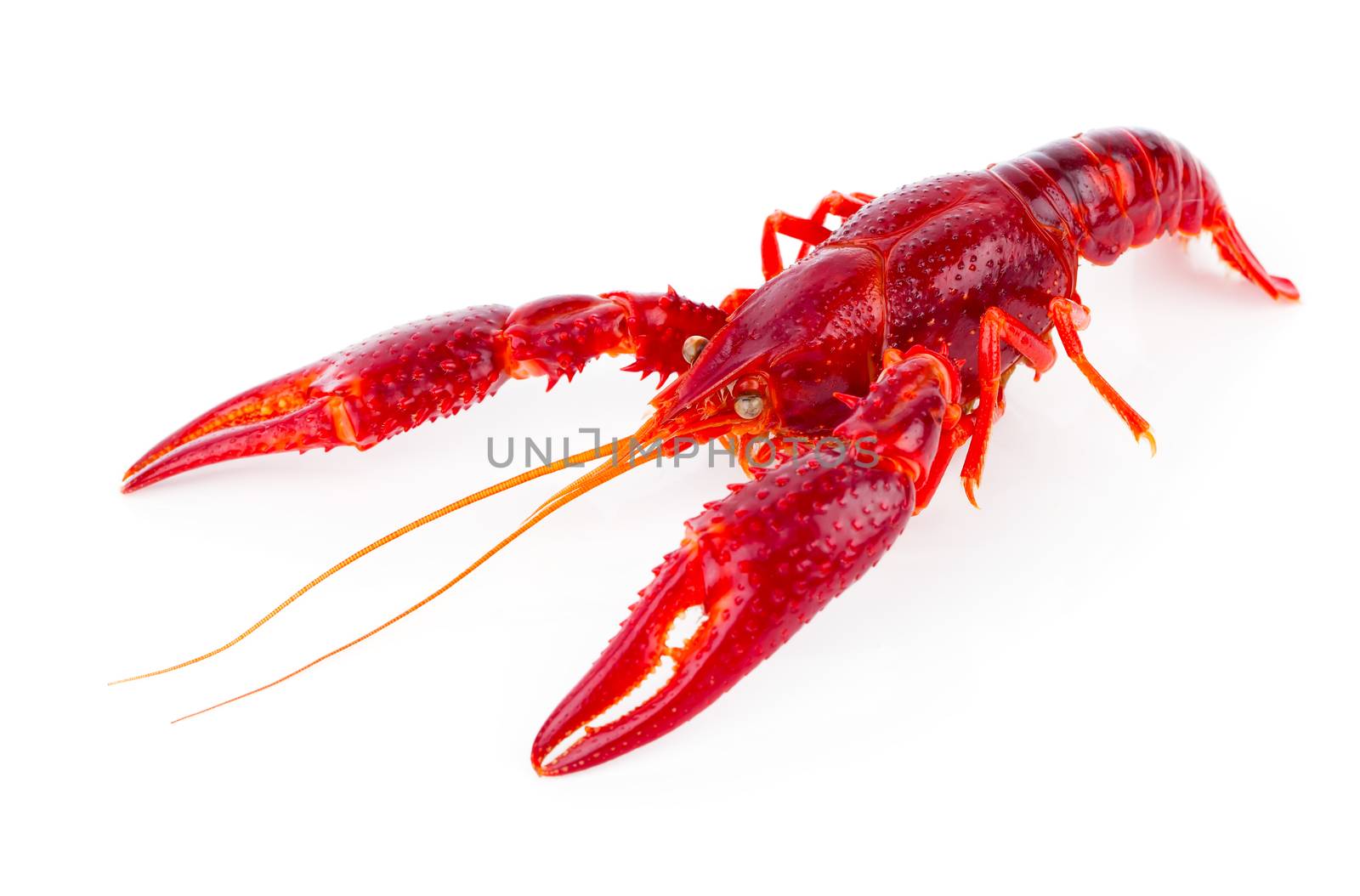 crawfish isolated on white background