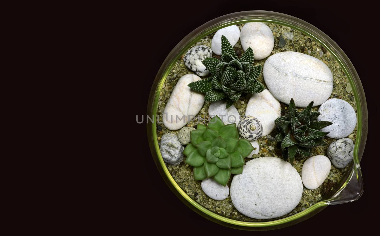 home decorative evergreen plant into glass bowl