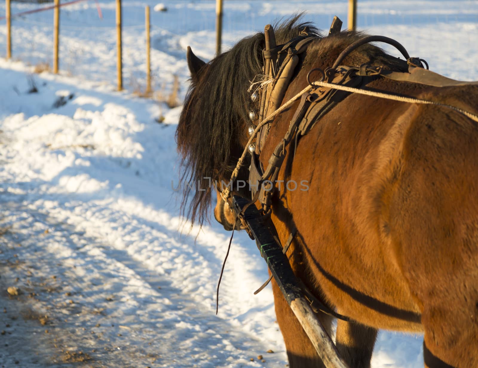 Brown Horse in Winter with bells.