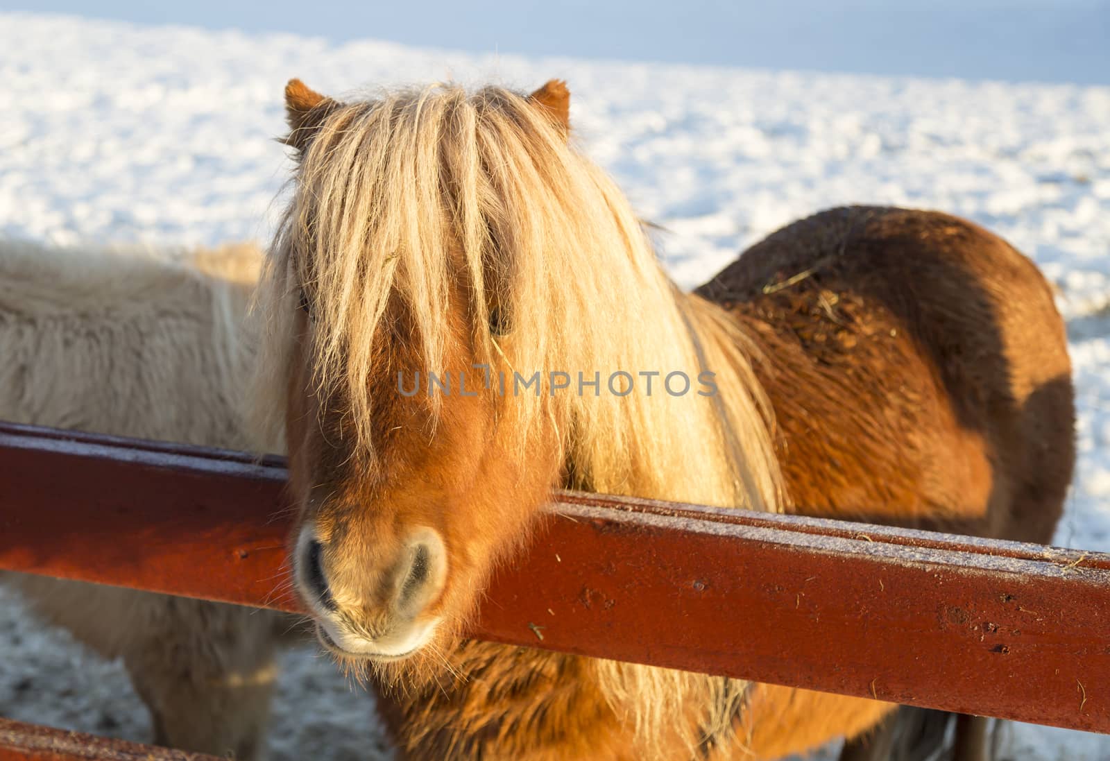 Brown Shetland Pony with snow in the background.