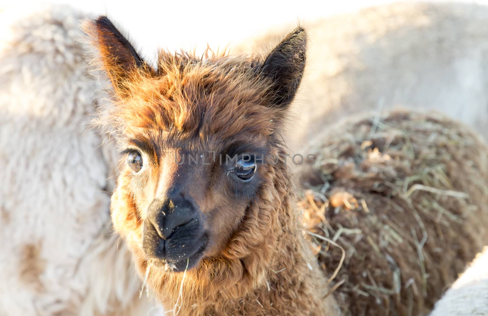 Brown Young Alpaca close up.