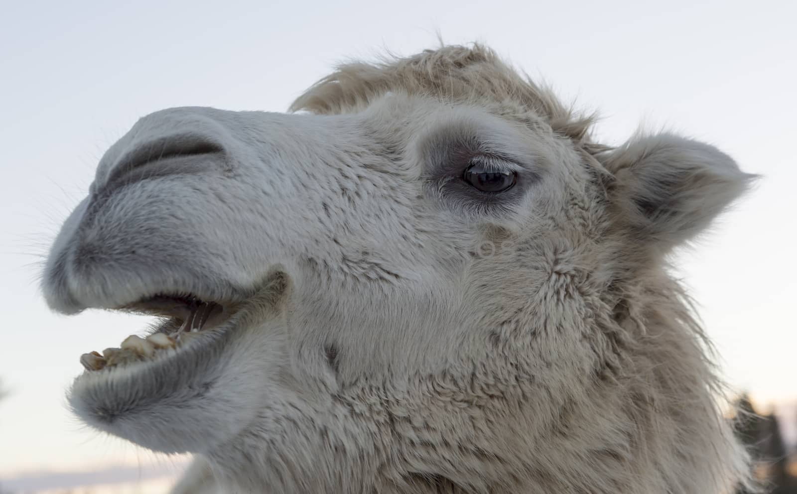 White Camel Shewing