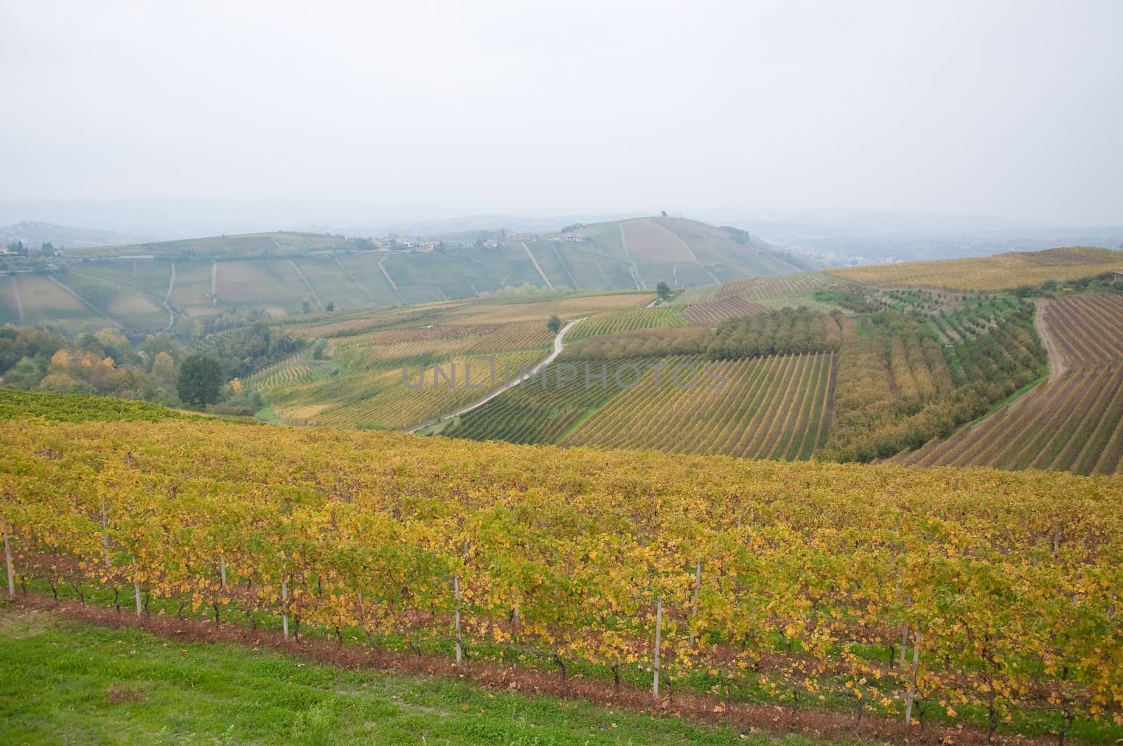 Wonderful vineyards in Barbaresco piemnto with fog, italy