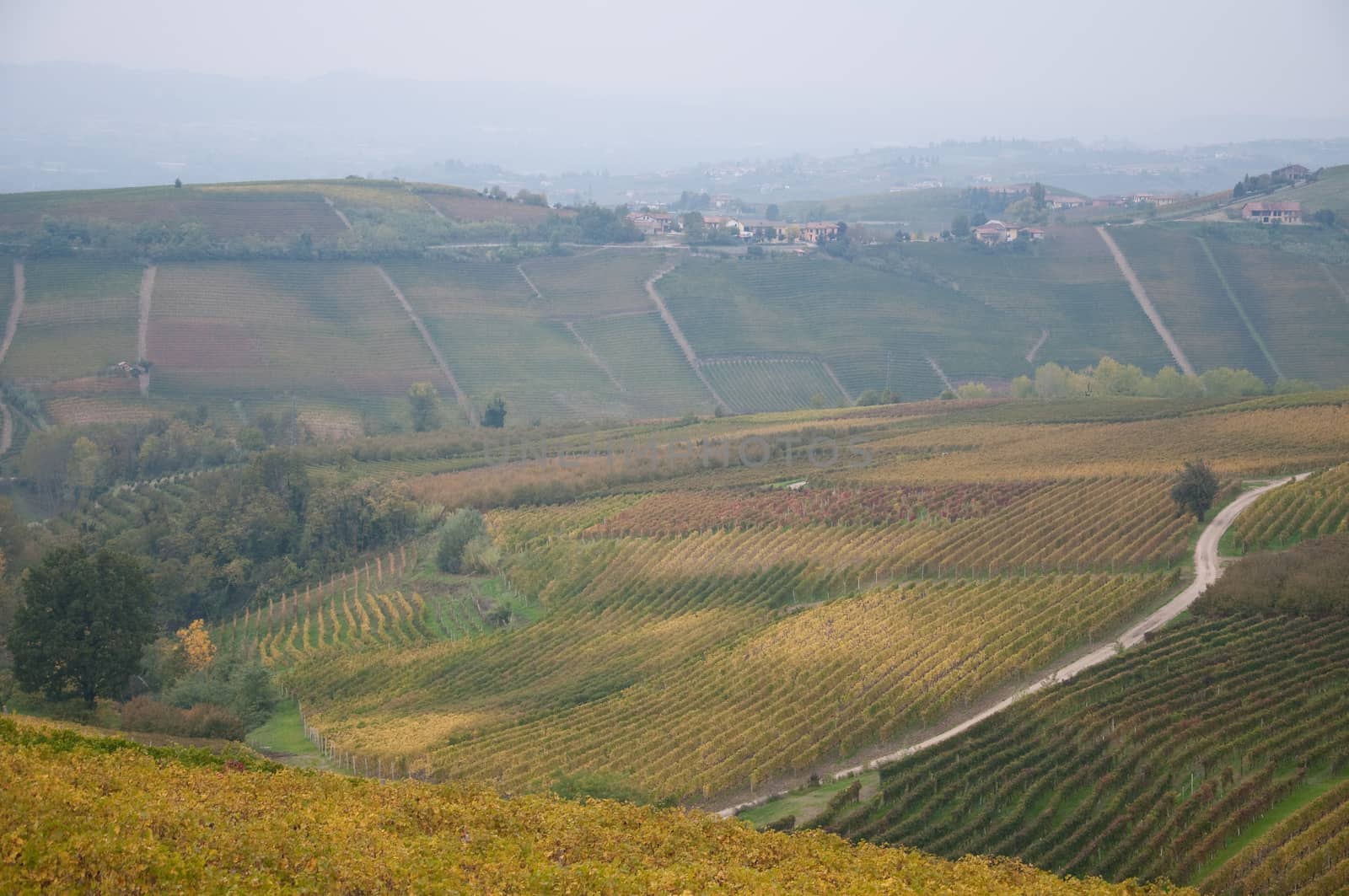 Wonderful vineyards in Barbaresco piemnto with fog, italy