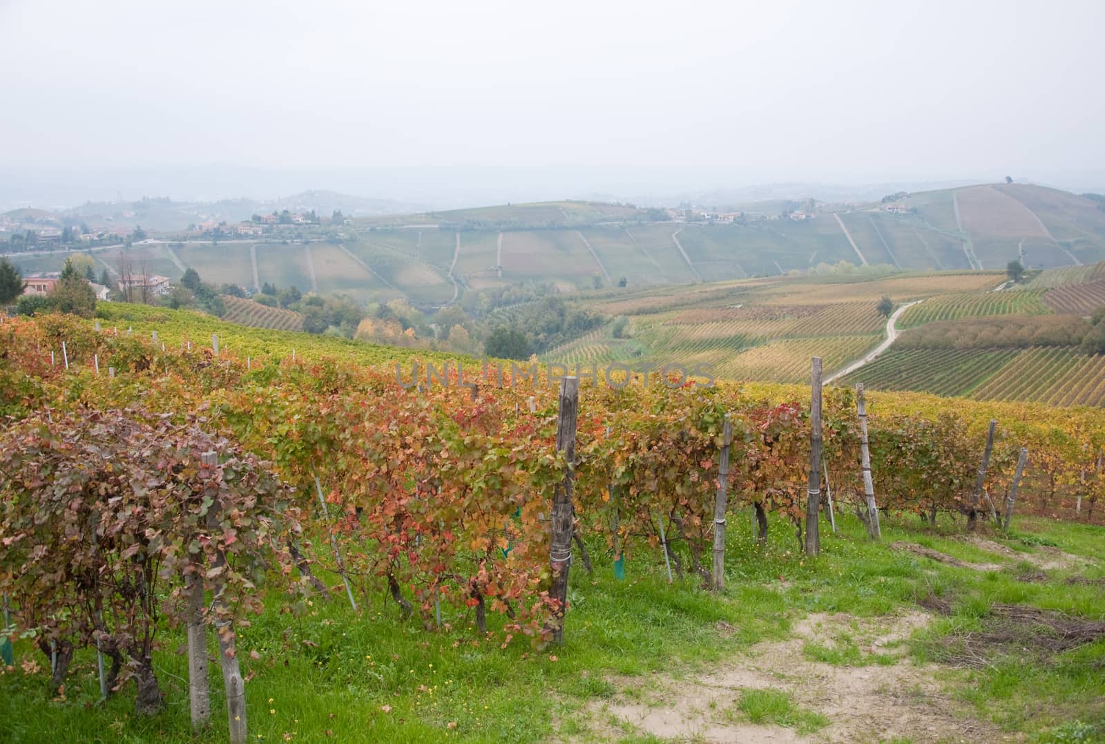 Wonderful vineyards in Barbaresco piemnto with fog by gringox