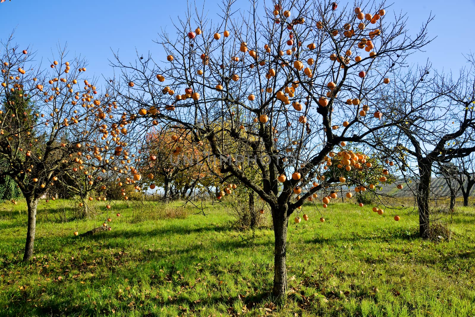 Plants of persimmon in a day of autumn ,italy