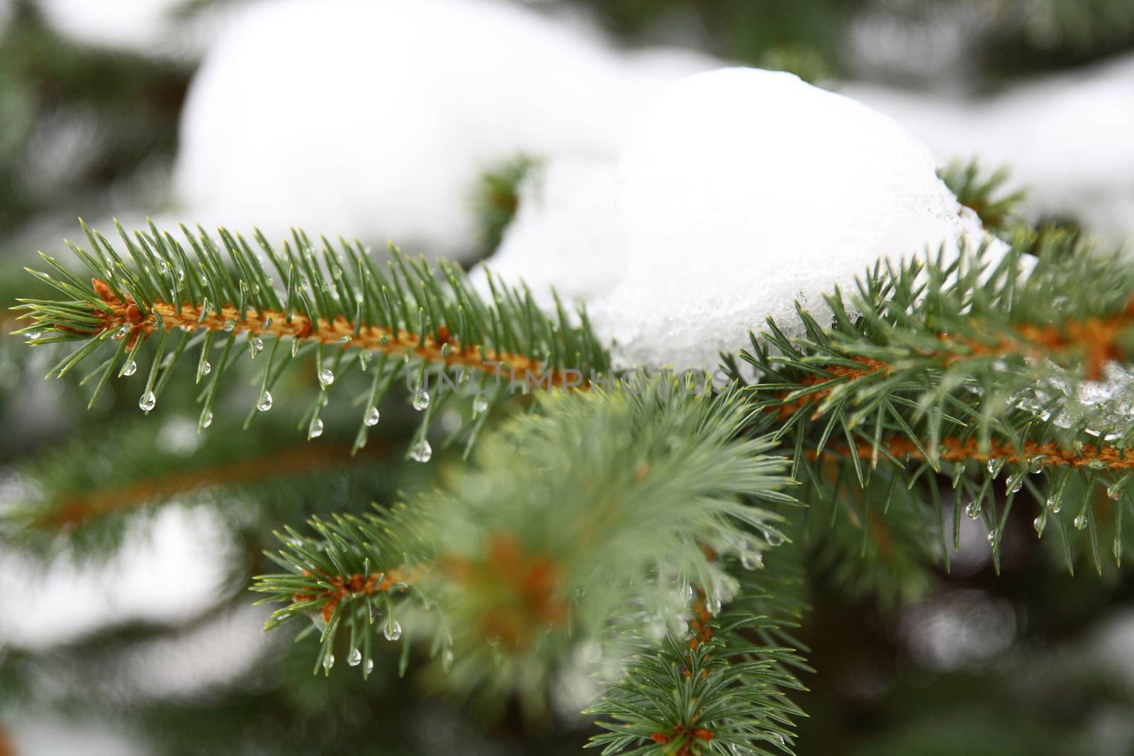 nole tree with snow for warm days