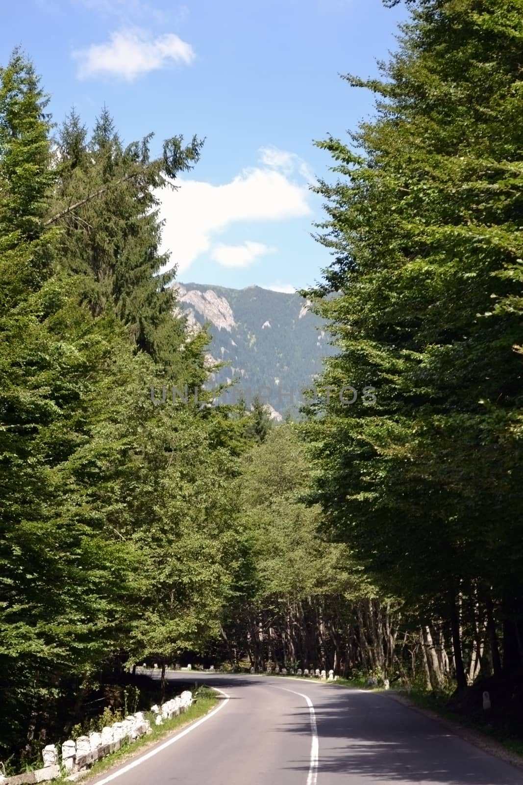 Coniferous forest is fresh and beautiful.
Cloudless blue sky above the mountains.
The road winds into the valley and bright white.