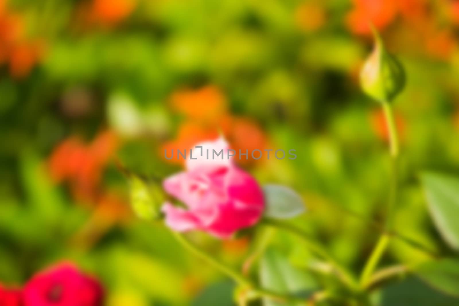 abstract natural blur background, defocused leaves, bokeh by teerawit